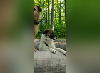 Polly - faszinierender Hund mit vielen Facetten