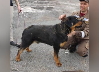 TAISON- sucht dringend ein neues Zuhause