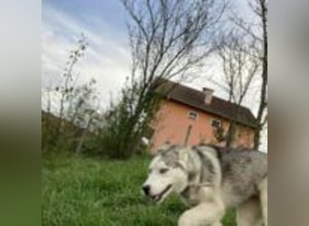 Lobo - traumhafter Charakter