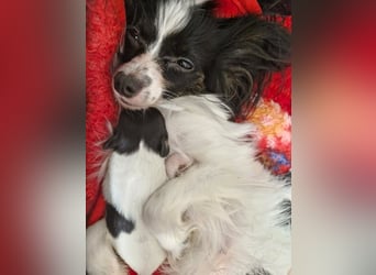 Reinrassige Papillon Welpen – Liebevoll in Familienhand aufgewachsen