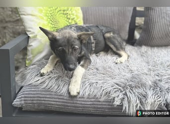 Jilly, liebenswertes Welpenmädchen, PS 94078 Freyung