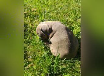 Reinsrassige französische Bulldogge Babys
