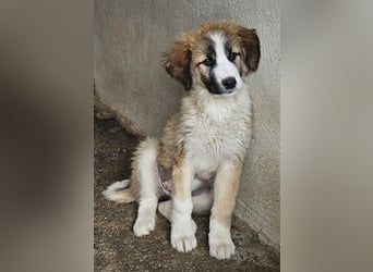 Zarina, geb. ca. 01/2025, lebt in GRIECHENLAND, im städt. Tierheim Serres