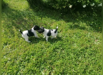 Foxterrier 