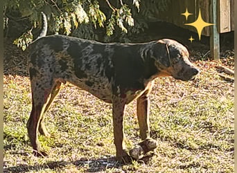 Louisiana Leopard - Catahoula