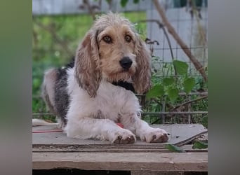 Elly - HAT  INTERESSENTEN- vorsictige Prinzessin sucht ihre erfahrenen Menschen mit Geduld und Liebe