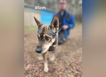 Lacika, 4 Jahre jung, 45 cm, sucht sein Zuhause