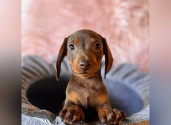 Zwergdackel, amerikanische Zwergdackel, Dackel Welpen , Tiger Dackel suchen tolle Familien