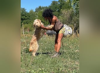 Jackline, süße Briard Hündin sucht …..