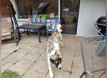 Transmontano  Herdenschutzhund / Wachhund