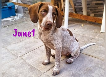 June1 geb. 04/2025  (ESP Pflegestelle) - aufgeweckte und verspielte, hübsche Bracke Welpin!