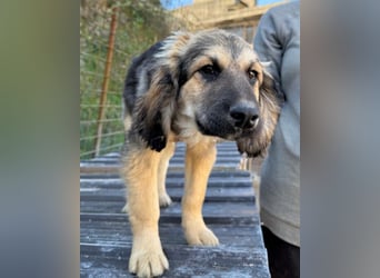 Julio ❤️ sozialer Jungrüde sucht dich!