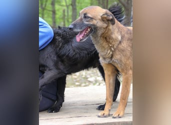 Kuckuck, zauberhafte NISHA sucht liebevolle Familie