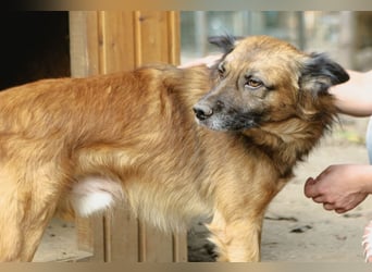 STEVE, Rüde, 9 Jahre, 53cm, Mischling, Tierschutz