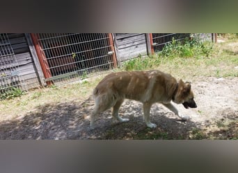 Fee: anhängliche Schönheit
