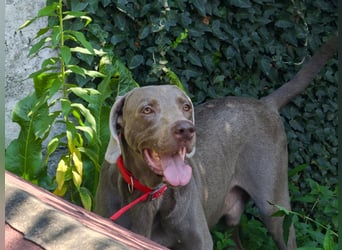 Traumhund sucht Traumzuhause – Vollblut-Weimaraner "Kapitän"