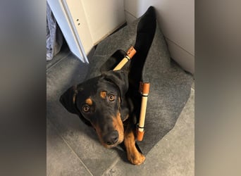 Brandlbracken Mix * BOBBY * wartet in PLZ 75428 auf Besuch