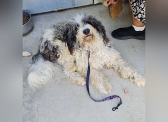 Jovi - -HAT INTERESSENTEN - ängstlicher kleiner Kerl sucht seine Familie