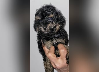 ZWERGPUDEL / TOY 2 männlich braun tan 1 schwarzes Mädchen 1 black tan Mädchen