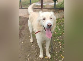 Falcon - junger beeindruckender feiner Hundemann