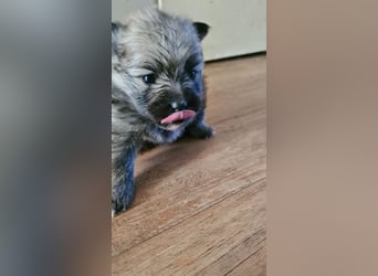 zuckersüße Pomeranianwelpe