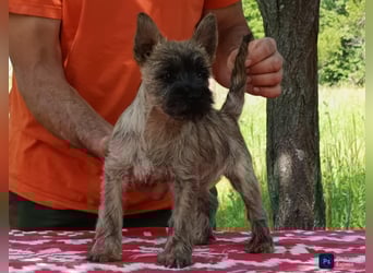 Cairn terrier puppies