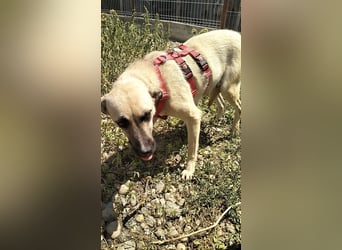 MAXI sucht Familienanschluss
