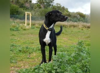 Chili (Spanien) – lebensfroher Galgo-Mischling sucht seine Familie