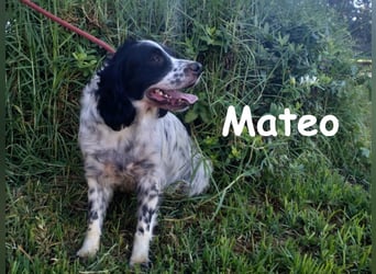 Mateo 06/2020 (ESP) - sehr sozialer und anhänglicher Bretonischer Spaniel!
