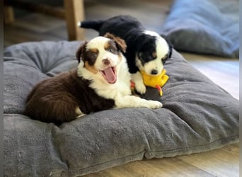 Mini Aussie Babys / Mini American Shepherds aus Liebevoller Aufzucht