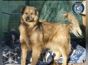 Phoenix sucht ein Zuhause