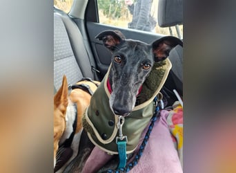 ❤️GRETEL❤️, Galgo Espanol