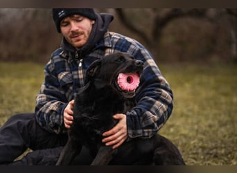 Wunderschöner Labradormischling Ivar sucht seine Menschen   Zuhause oder Pflegestelle zum 02.08.2025