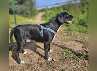 Rocchino: Anfängerhund in schöner Größe