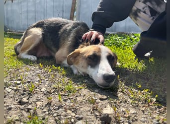 Hundeherz  sucht Familienglück 