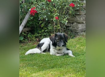 Anissa bereits auf PS in DE, sucht wundervolles Zuhause!