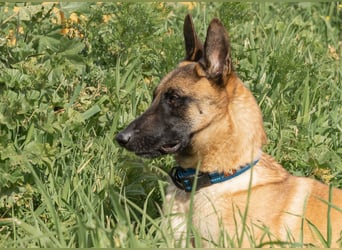 AMILA ❤️ wunderbare Malinois Dame, Pflegefamilie Kempen