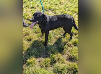 Thyson, geboren 04.2024, 50cm sucht sein Glück