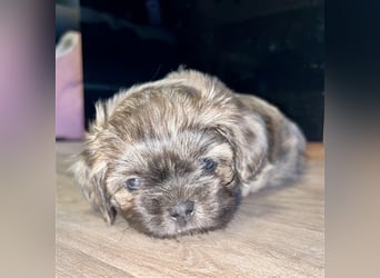 Malteser/Shih-Tzu