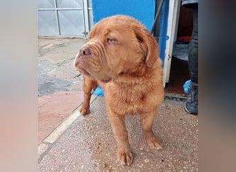 Melo, will das Tierheim verlassen