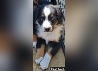 Australian Shepherd Welpen bald abgabebereit!