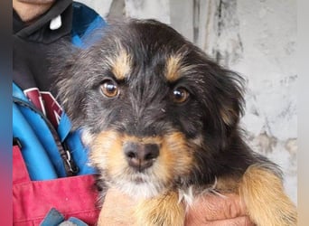 Yorki-Mix ♥Miruna♥ möchte so gerne ihre Familie finden