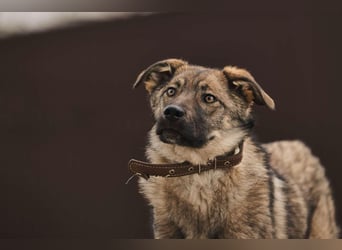 Menschenbezogene Santa sucht ihre Familie