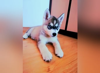 FCI Pedigree Blue Eyed Black & White Siberian Husky Champion Puppy