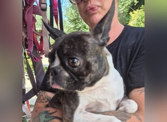 Diva - RESERVIERT -bietet Charme und Charakter, sucht aktives Zuhause mit Herz und Hundverstand