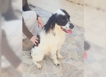 Lutz, ein aktiver, liebevoller Familienhund