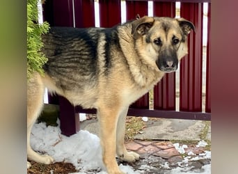 Sever hat sein ganzes Leben in einem Tierheim verbracht und träumt von einem Zuhause.
