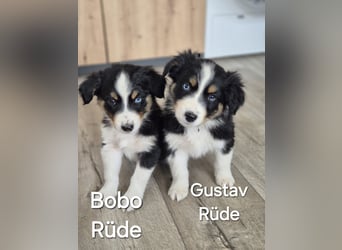 Australian Shepherd Welpen