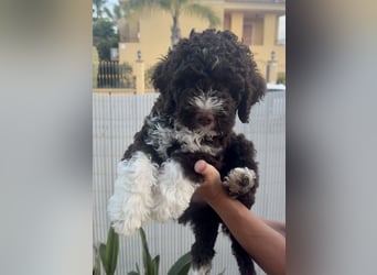 Lagotto Romagnolo Welpen reinrassige