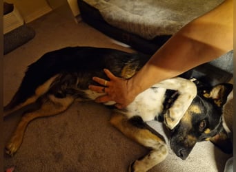Jerry ist mein Name – und warte in PLZ 69509 auf Besuch von DIR